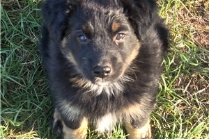 Fantasia - Australian Shepherd for sale