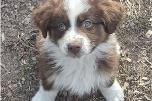 James - Australian Shepherd for sale