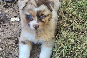 Faith - puppy for sale