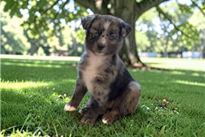 Perseus - Australian Shepherd for sale