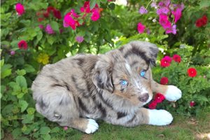 Thiago - puppy for sale
