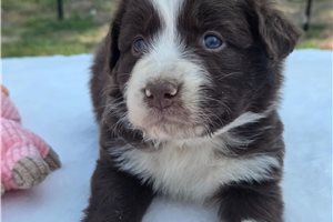 Norman - Australian Shepherd for sale