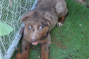 Piper - Australian Shepherd for sale