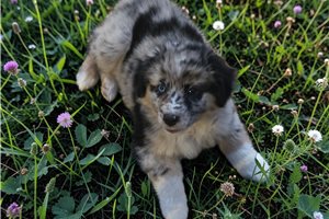 Lacey - Australian Shepherd for sale