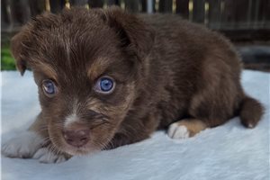 Chuck - Australian Shepherd for sale