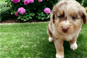 Thorn - puppy for sale