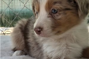 Natasha - Australian Shepherd for sale