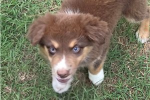 Clarence - Australian Shepherd for sale