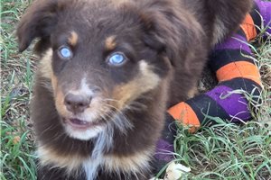 Celo - Australian Shepherd for sale
