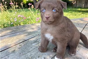 Cirrus - Australian Shepherd for sale