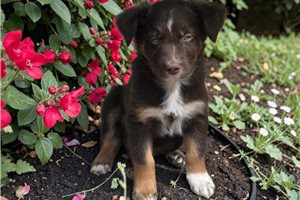 Nikki - Australian Shepherd for sale