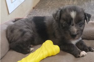 Perseus - Australian Shepherd for sale