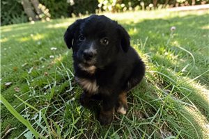 Peyton - Australian Shepherd for sale