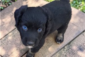 Finley - Australian Shepherd for sale