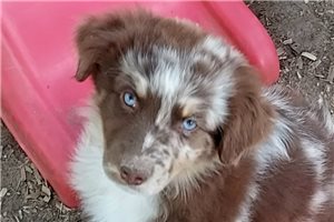 Brenden - puppy for sale