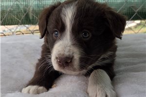Norman - Australian Shepherd for sale