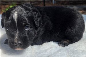 Fletcher - Australian Shepherd for sale