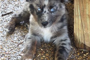 Perseus - Australian Shepherd for sale