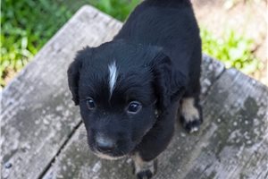 Fletcher - Australian Shepherd for sale