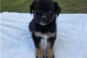 Pheonix - Australian Shepherd for sale