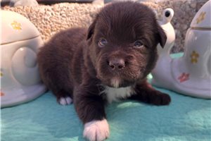 Nate - puppy for sale