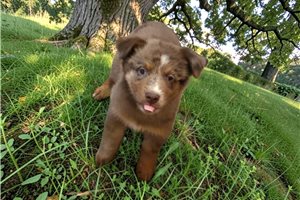 Pharoah - Australian Shepherd for sale