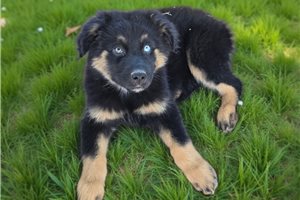 Frankie - puppy for sale