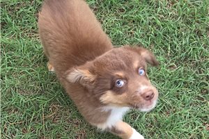 Chuck - Australian Shepherd for sale