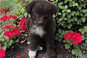 Nate - Australian Shepherd for sale