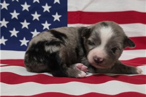 Pandora - Australian Shepherd for sale