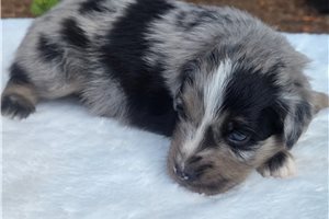 Fisher - puppy for sale