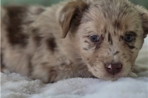 Nevaeh - Australian Shepherd for sale