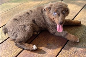 Piper - Australian Shepherd for sale