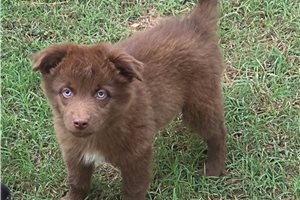 Cirrus - puppy for sale