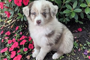Naomi - Australian Shepherd for sale