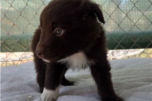 Nate - Australian Shepherd for sale
