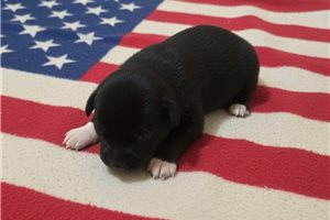 Porter - Australian Shepherd for sale