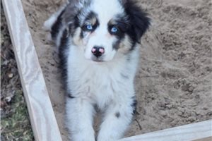 Lori - Australian Shepherd for sale