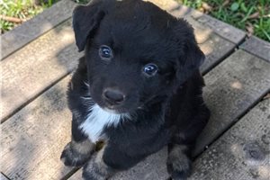 Fantasia - Australian Shepherd for sale