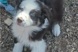 Jynx - Australian Shepherd for sale