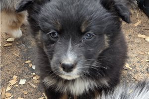 Lorraine - puppy for sale