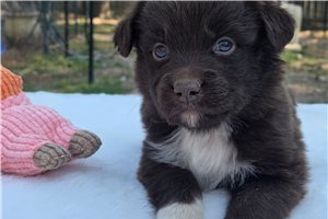 Nate - Australian Shepherd for sale
