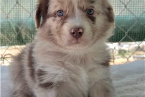 Naomi - Australian Shepherd for sale
