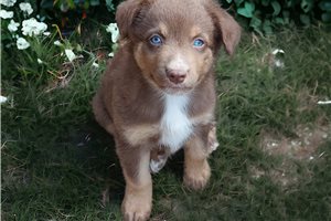 Chris - puppy for sale