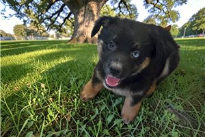 Pheonix - Australian Shepherd for sale