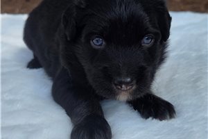 Finley - Australian Shepherd for sale