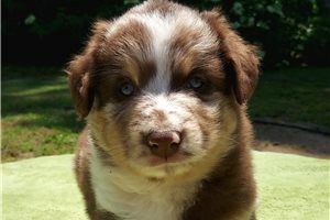 Carlos - puppy for sale
