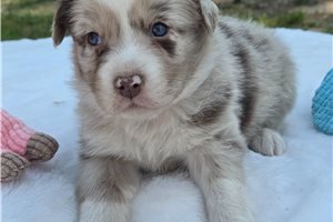 Naomi - Australian Shepherd for sale