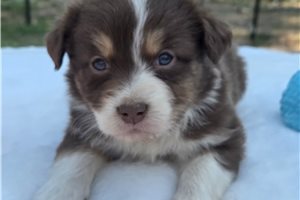 Nadia - Australian Shepherd for sale