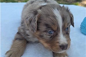 Noland - Australian Shepherd for sale